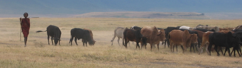 Masaai mit Herde